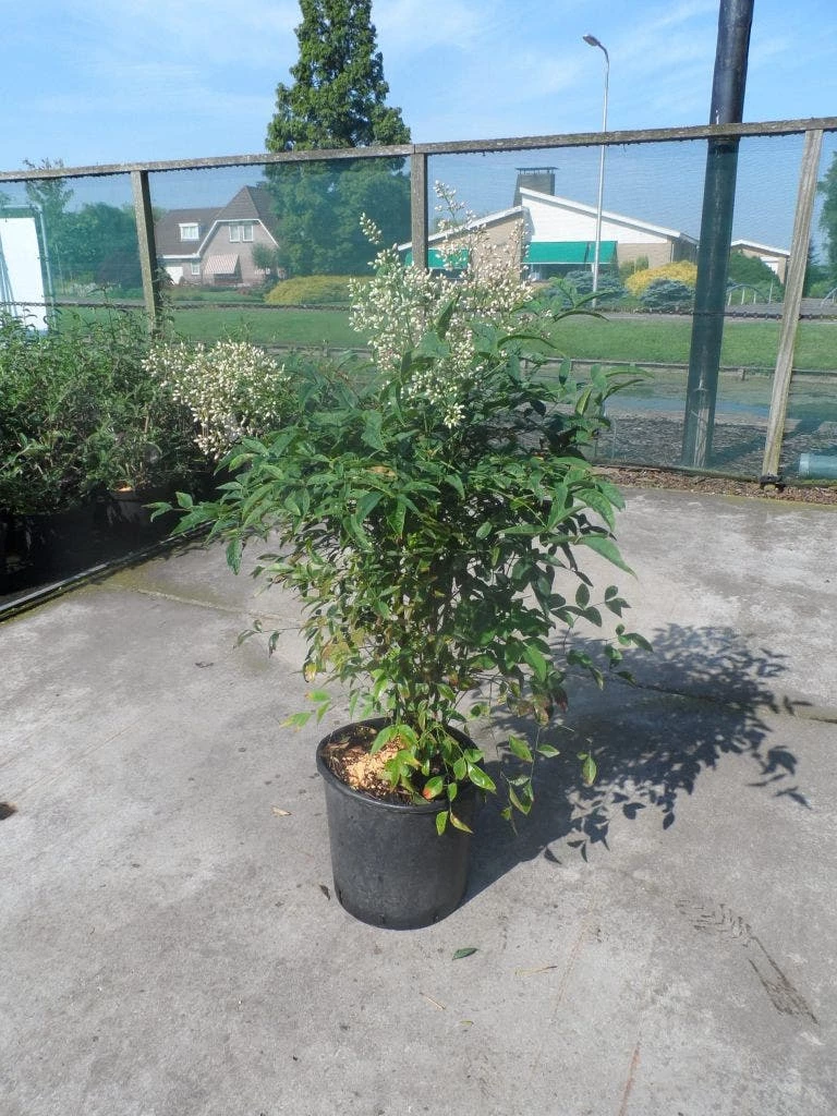 Hemelse Bamboe (Nandina Domestica) 4 Hemelse Bamboe (Nandina Domestica) - Afbeelding 2