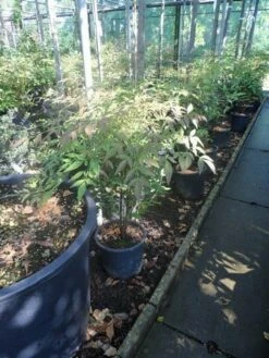 Hemelse Bamboe (Nandina Domestica) 18 Hemelse Bamboe (Nandina Domestica) -DIRECTPLANT Winkel nandina domestica c5