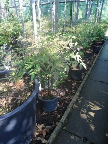 Hemelse Bamboe (Nandina Domestica) 9 Hemelse Bamboe (Nandina Domestica) - Afbeelding 7