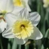 Narcis (Narcissus 'Ice Follies')