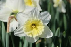 DIRECTPLANT Winkel 11 Narcis (Narcissus 'Ice Follies')
