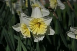 DIRECTPLANT Winkel -DIRECTPLANT Winkel narcissus icefollies 4 1