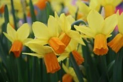 DIRECTPLANT Winkel -DIRECTPLANT Winkel narcissus jetfire 15 1