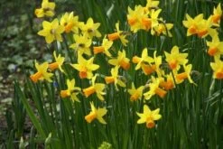 DIRECTPLANT Winkel 7 Narcis (Narcissus 'Jetfire')