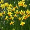 Narcis (Narcissus 'Jetfire') 2 Narcis (Narcissus 'Jetfire') -DIRECTPLANT Winkel narcissus jetfire 5