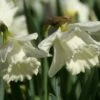 Narcis (Narcissus 'Mount Hood') -DIRECTPLANT Winkel narcissus mounthood