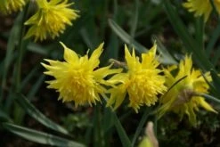 Narcis (Narcissus 'Rip Van Winkle')