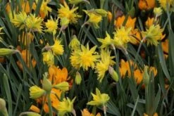 Narcis (Narcissus 'Rip Van Winkle') -DIRECTPLANT Winkel narcissus ripvanwinkle 6