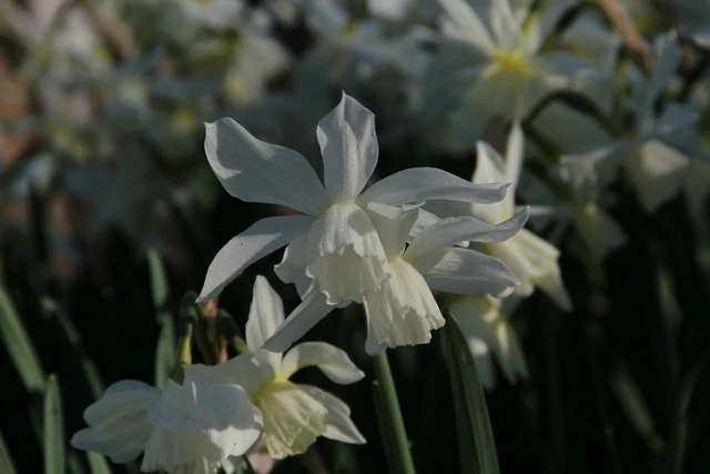 Narcis (Narcissus 'Thalia') 4 Narcis (Narcissus 'Thalia') - Afbeelding 2