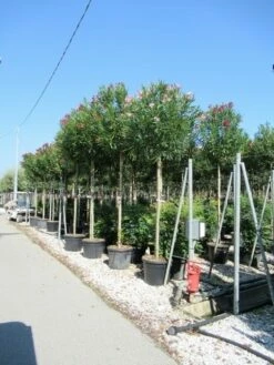 Oleander Als Boom (Nerium Oleander) -DIRECTPLANT Winkel nerium
