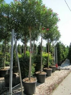 Oleander Als Boom (Nerium Oleander) -DIRECTPLANT Winkel nerium