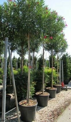 Oleander Als Boom (Nerium Oleander) -DIRECTPLANT Winkel nerium 10 12