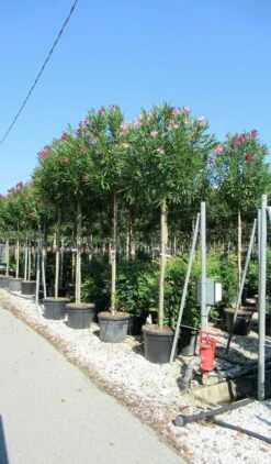 Oleander Als Boom (Nerium Oleander) -DIRECTPLANT Winkel nerium 10 12 2