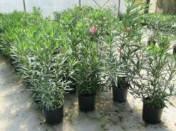 Roze Oleander (Nerium Oleander) 13 Roze Oleander (Nerium Oleander) -DIRECTPLANT Winkel nerium 60 80