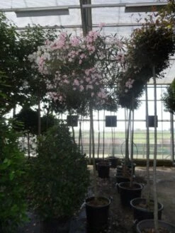 Oleander Als Boom (Nerium Oleander) -DIRECTPLANT Winkel nerium oleander 10 12 14ho c70