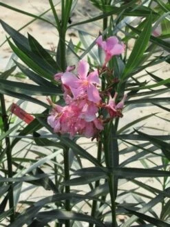 Roze Oleander (Nerium Oleander) 14 Roze Oleander (Nerium Oleander) -DIRECTPLANT Winkel nerium roze