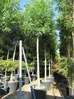 Oleander Als Boom (Nerium Oleander) -DIRECTPLANT Winkel nerium stam