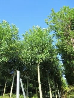 Oleander Als Boom (Nerium Oleander) -DIRECTPLANT Winkel nerium stam 2