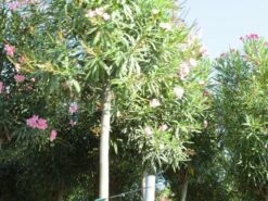 Oleander Als Boom (Nerium Oleander) -DIRECTPLANT Winkel nerium stam 3