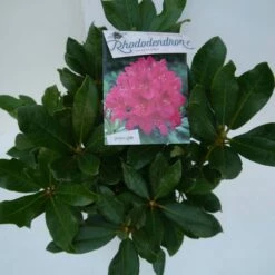 Rhododendron (Rhododendron 'Nova Zembla') -DIRECTPLANT Winkel nova zembla c5 boven 1