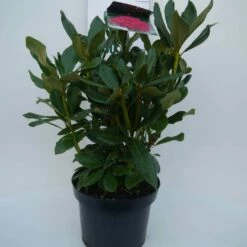 Rhododendron (Rhododendron 'Nova Zembla') -DIRECTPLANT Winkel nova zembla c5 voor 1