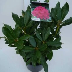 Rhododendron (Rhododendron 'Nova Zembla') -DIRECTPLANT Winkel nova zembla c5 zij 1