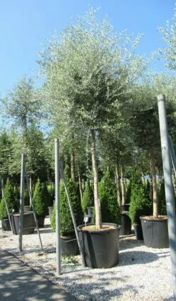 Olijfboom (Olea Europaea ) -DIRECTPLANT Winkel olea