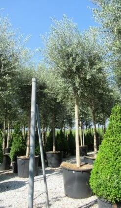 Olijfboom (Olea Europaea ) -DIRECTPLANT Winkel olea 2