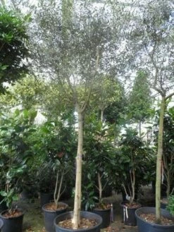 Olijfboom (Olea Europaea ) -DIRECTPLANT Winkel olea europaea 18 20ho c150