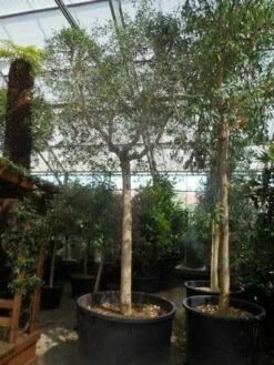 Olijfboom (Olea Europaea ) -DIRECTPLANT Winkel olea europaea 40 45ho c750