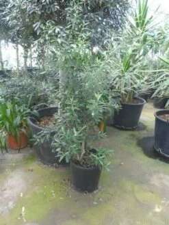 Olijf Als Struik (Olea Europaea) -DIRECTPLANT Winkel olea europaea struikvorm 80 100 c20