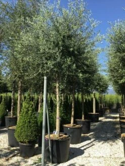Olijfboom (Olea Europaea ) -DIRECTPLANT Winkel olea europea 25 30