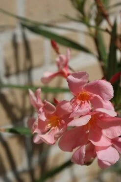 Roze Oleander (Nerium Oleander) 11 Roze Oleander (Nerium Oleander) -DIRECTPLANT Winkel oleander 5