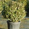 Olijfwilg Als Bol (Elaeagnus Ebbingei 'Compacta') -DIRECTPLANT Winkel olijfwilg bollen 6070cm 1