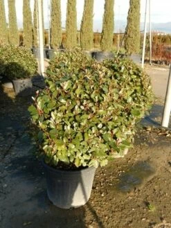 Olijfwilg Als Bol (Elaeagnus Ebbingei 'Compacta') -DIRECTPLANT Winkel olijfwilg bollen 6070cm 2 1