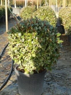 Olijfwilg Als Bol (Elaeagnus Ebbingei 'Compacta') -DIRECTPLANT Winkel olijfwilg bollen 6070cm 3 2