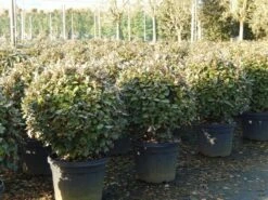 Olijfwilg Als Bol (Elaeagnus Ebbingei 'Compacta') -DIRECTPLANT Winkel olijfwilg bollen 6070cm 4 4