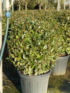 Olijfwilg Als Bol (Elaeagnus Ebbingei 'Compacta') -DIRECTPLANT Winkel olijfwilg bollen 6070cm 5 4