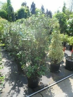 Schijnhulst (Osmanthus Heterophyllus) -DIRECTPLANT Winkel osmanthus heterophyllus 125 150 175 c25 2