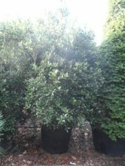 Schijnhulst (Osmanthus Heterophyllus) -DIRECTPLANT Winkel osmanthus heterophyllus 175 200 c160 extra 1