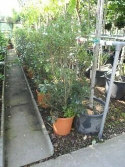 Schijnhulst (Osmanthus Heterophyllus) -DIRECTPLANT Winkel osmanthus heterophyllus c10