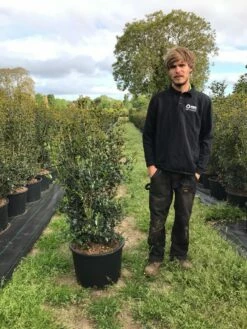 Schijnhulst (Osmanthus Heterophyllus) -DIRECTPLANT Winkel osmanthus heterophyllus h100120cm 2