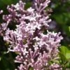 Dwerg Sering (Syringa Meyeri 'Palibin') -DIRECTPLANT Winkel palibin