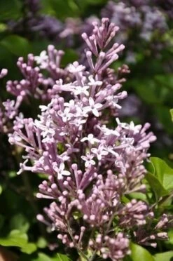 Sering Op Stam (Syringa Meyeri 'Palibin') 5 Sering Op Stam (Syringa Meyeri 'Palibin') -DIRECTPLANT Winkel palibin 1