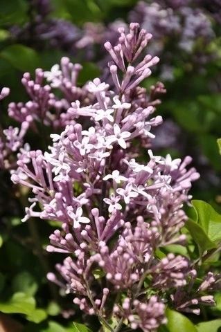 Sering Op Stam (Syringa Meyeri 'Palibin') 4 Sering Op Stam (Syringa Meyeri 'Palibin') - Afbeelding 2