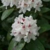 Rhododendron (Rhododendron 'Schneeauge') -DIRECTPLANT Winkel papr00234