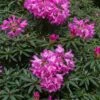 Rhododendron (Rhododendron 'Graziella') -DIRECTPLANT Winkel papr00291
