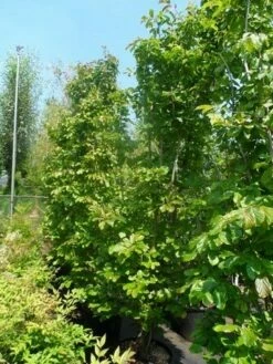 Perzisch Ijzerhout (Parrotia Persica 'Vanessa') 10 Perzisch Ijzerhout (Parrotia Persica 'Vanessa') -DIRECTPLANT Winkel parrotia persica 200 250 300 c50