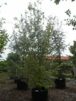 Perzisch Ijzerhout (Parrotia Persica 'Vanessa') 13 Perzisch Ijzerhout (Parrotia Persica 'Vanessa') -DIRECTPLANT Winkel parrotia persica 350 400 500 c500