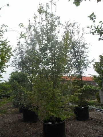 Perzisch Ijzerhout (Parrotia Persica 'Vanessa') 7 Perzisch Ijzerhout (Parrotia Persica 'Vanessa') - Afbeelding 5